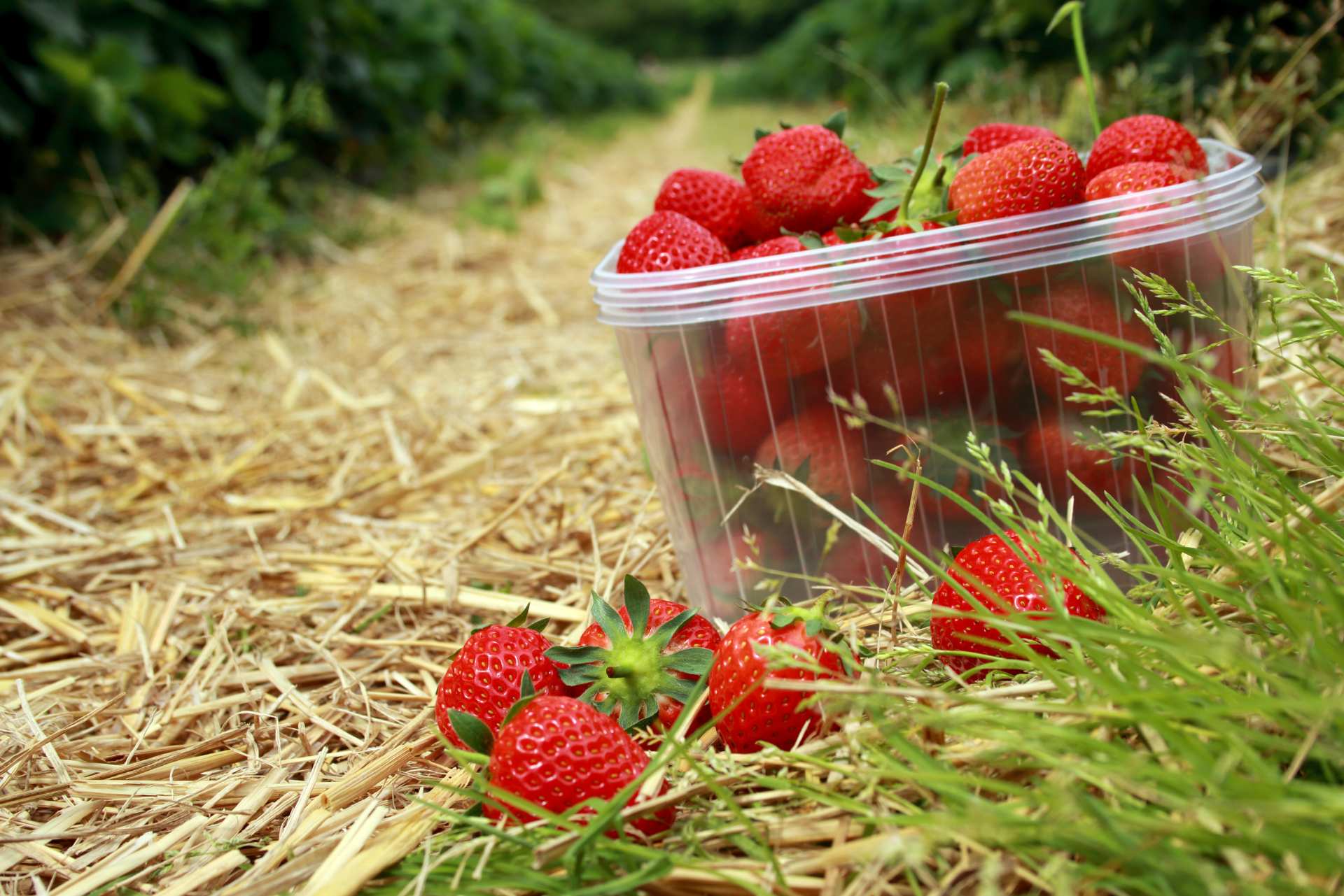 Lauradale Accommodation Attractions in Stellenbosch