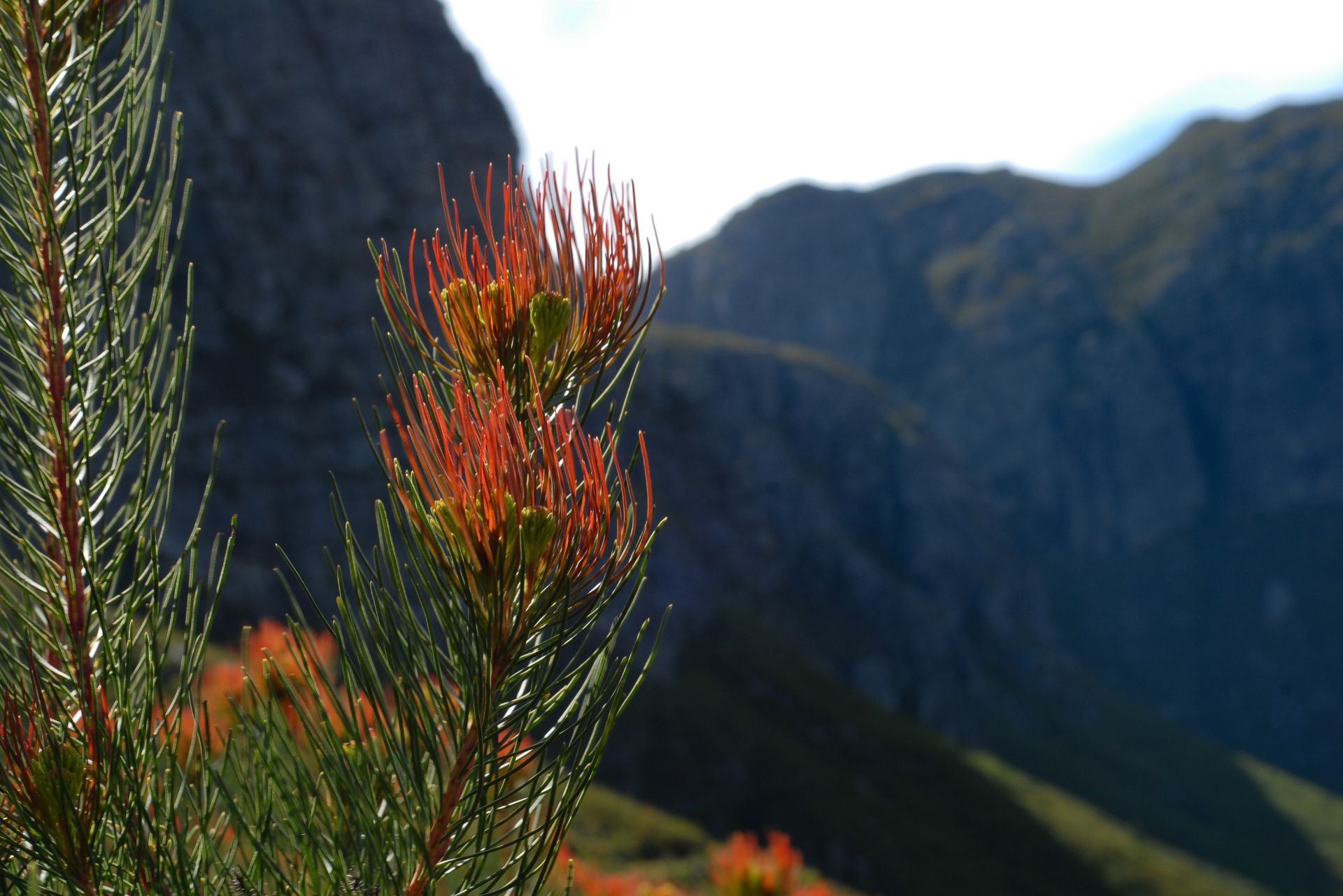 Lauradale Accommodation Attractions in Stellenbosch